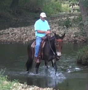 gaited mule